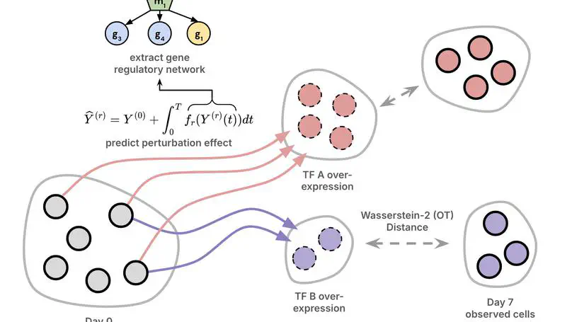PerturbODE: Interpretable Neural ODEs for Gene Regulatory Network Discovery under Perturbations