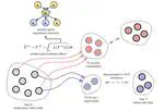 PerturbODE: Interpretable Neural ODEs for Gene Regulatory Network Discovery under Perturbations